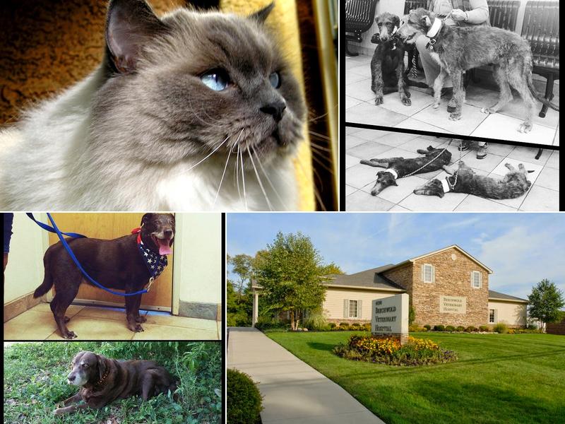 Beechwold Veterinary Hospital, A Thrive Pet Healthcare Partner