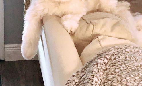 Ocala Square Animal Clinic