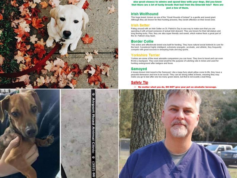 Airport Road Animal Clinic Inc: Stone Amy DVM