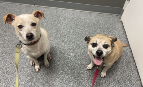 Animal Clinic of the Humane Society of Sarasota County