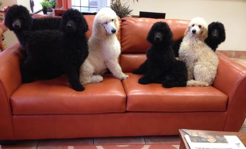 Dr. Kate's Pet Clinic