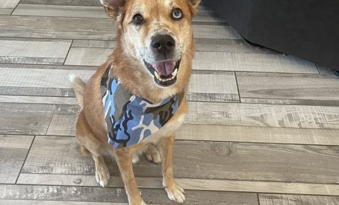 Walmsley Laurie A DVM