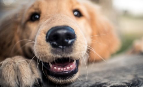 West Coast Veterinary Center