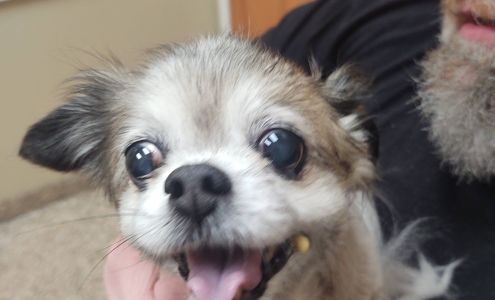 The Veterinary Emergency Referral Center