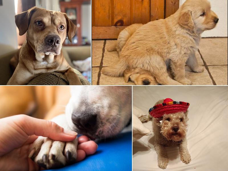 Cordova Animal Medical Center