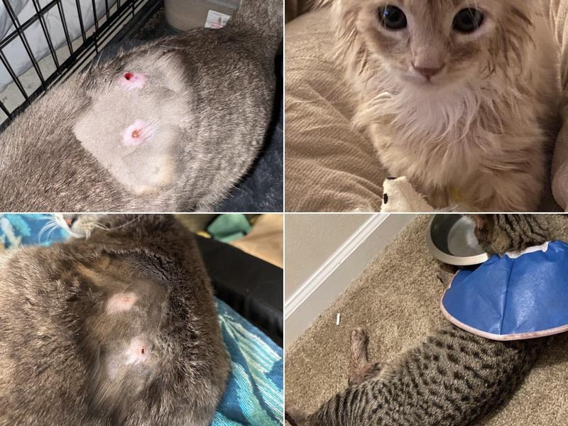 Cat and Dog Clinic of Pensacola