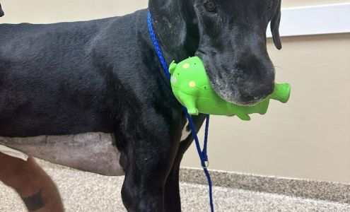 Dr. D. Bordelon, DVM, DACVECC