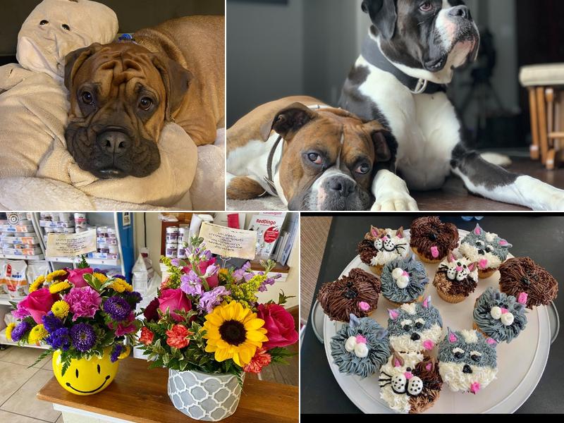 St Francis Veterinary Center