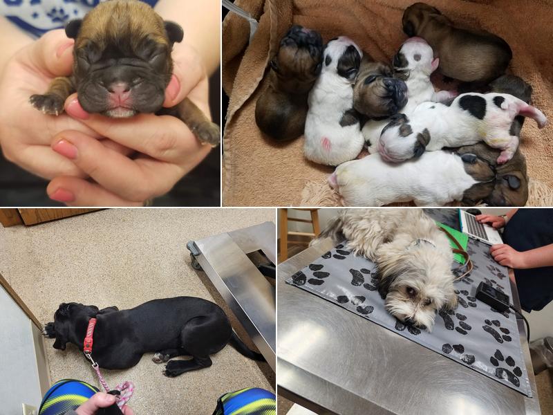 Maple Run Veterinary Clinic LLC