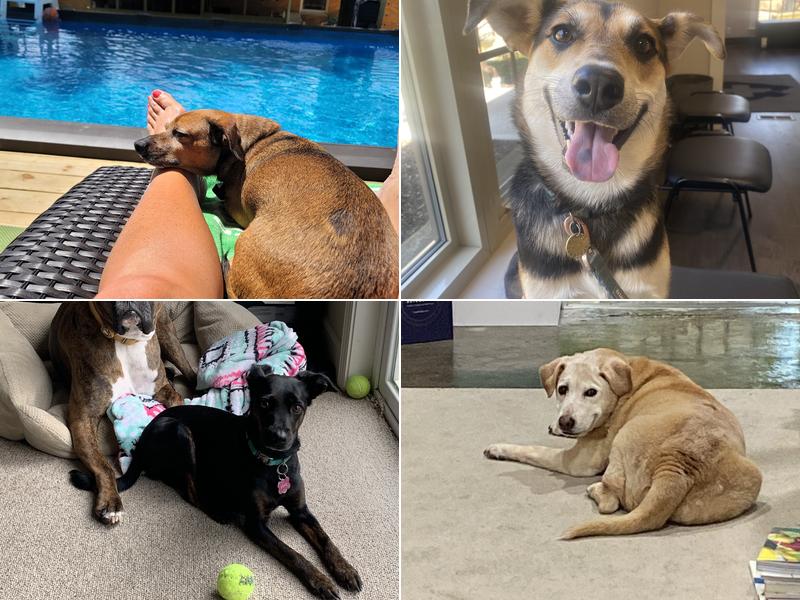 Stonecrest Animal Medical Center