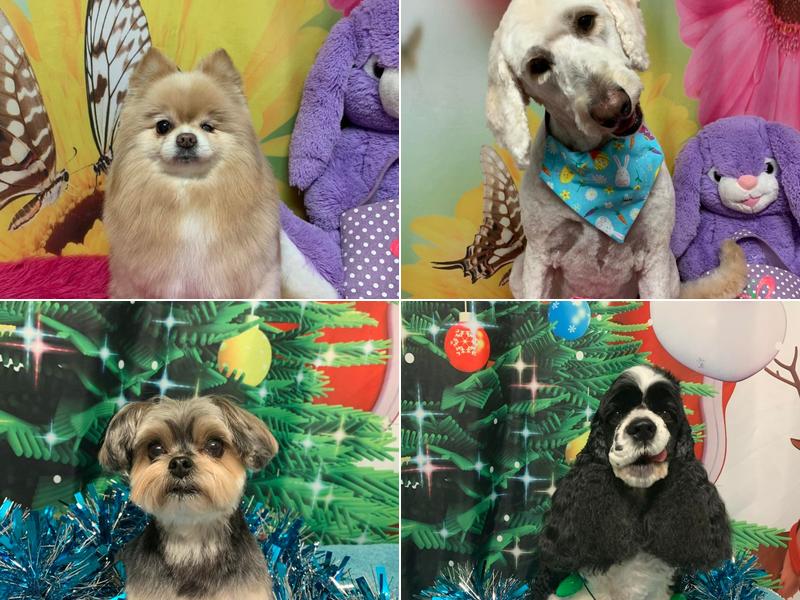 Hemmingstad Steven J DVM