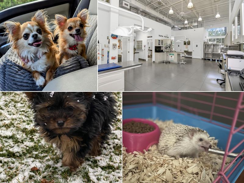 Concierge Veterinary Hospital