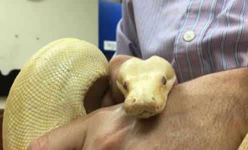 Golden Gate Animal Clinic Inc