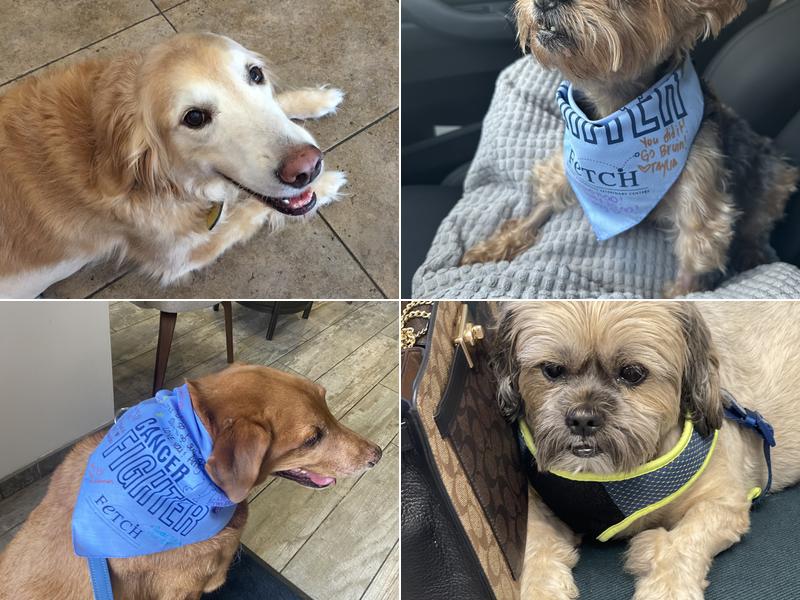 Fetch Specialty & Emergency Veterinary Centers - Bonita Springs