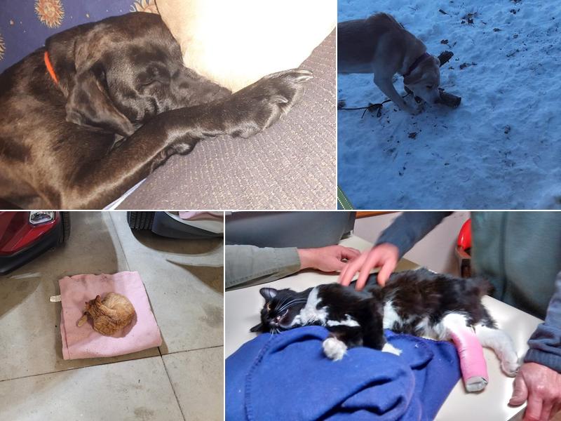 Readlyn Veterinary Associates PC