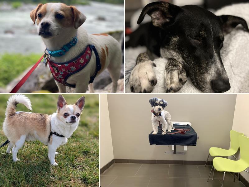 Maple Leaf Veterinary Care Center