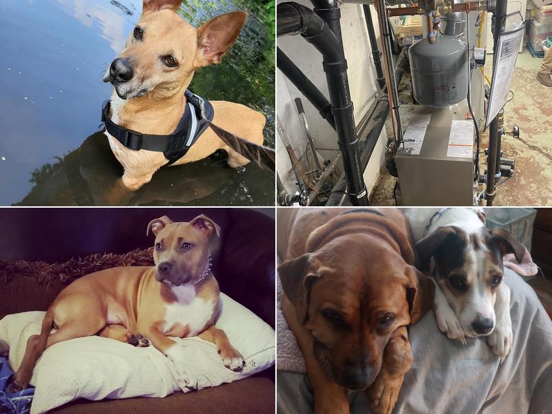 Sheehan Veterinary Centre