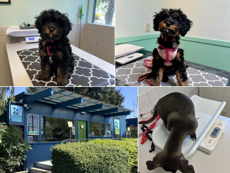 Ballard Animal Hospital