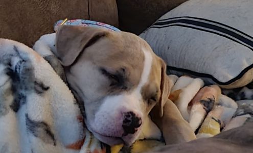 Happy Tails Veterinary Clinic