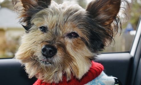 BluePearl Pet Hospital