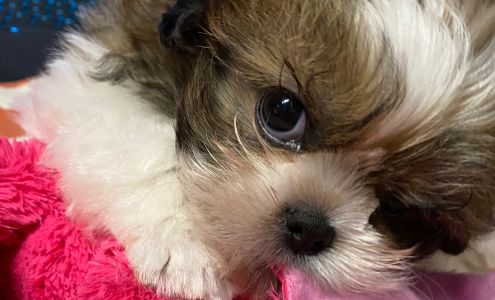 Greenbriar Animal Hospital