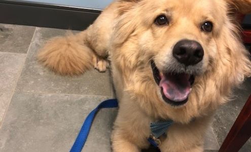 North Springs Animal Clinic