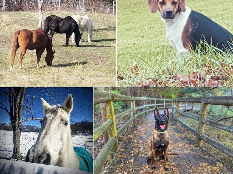 Bold Springs Vet Services