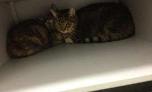 Macon Road Veterinary Clinic/Dr. P. Brooks Glass Columbus