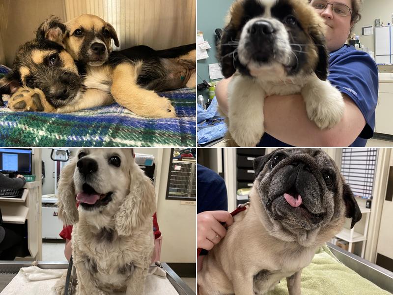 Brantley and Jordan Animal Hospital