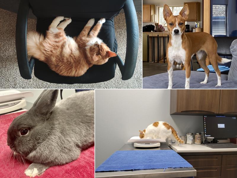 First City Veterinary Hospital