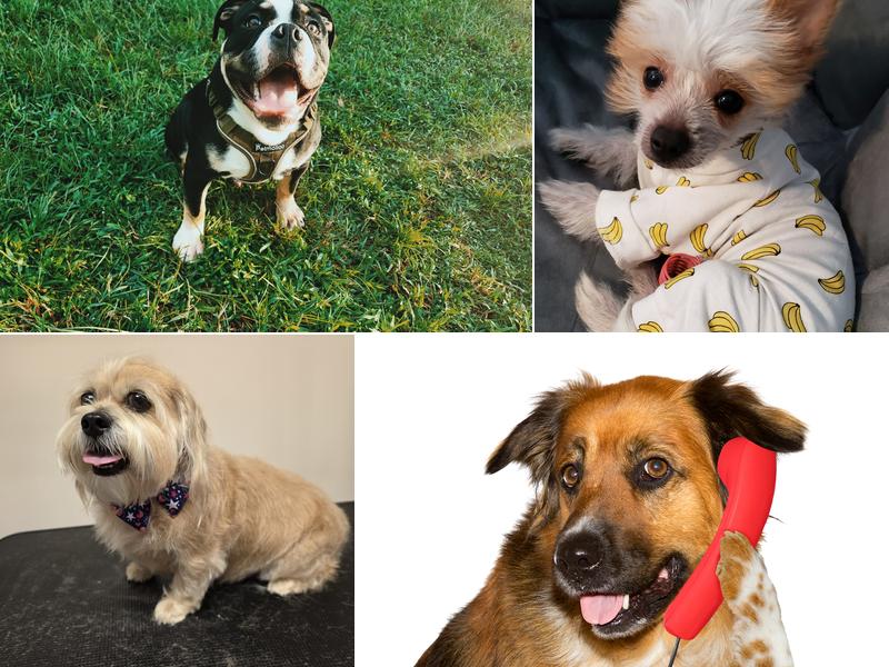 Georgetown Veterinary Hospital