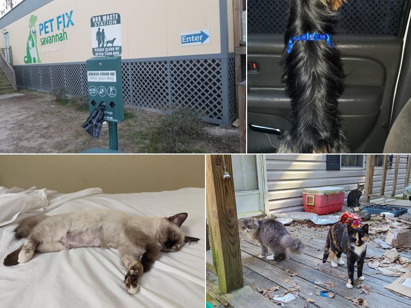 Pet Fix Savannah