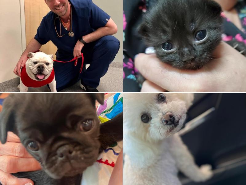 Coastal Veterinary Clinic: Resenbaum Lee DVM