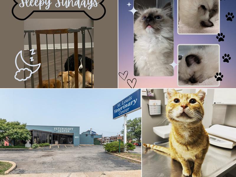 St Louis Veterinary Center