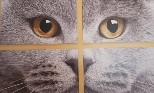 Carol House Quick Fix Pet Clinic