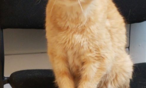 Animal Care Center Granite City