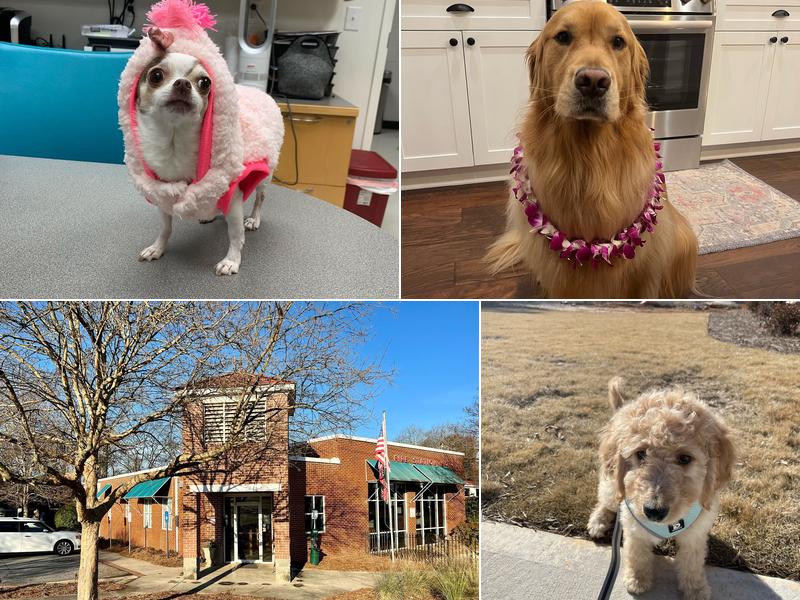 Firehall 4 Animal Hospital