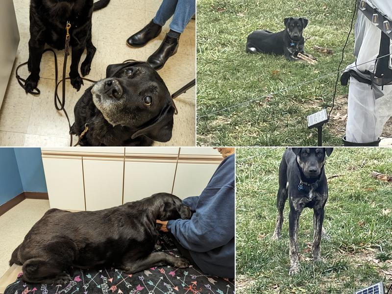 Pawpatch Animal Hospital