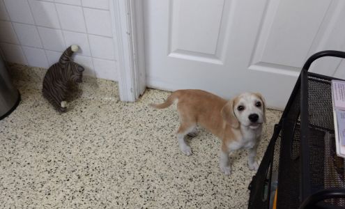 Jewell Animal Hospital