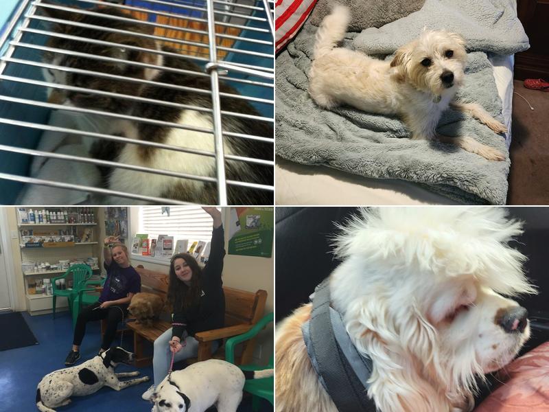 Oglethorpe Animal Clinic