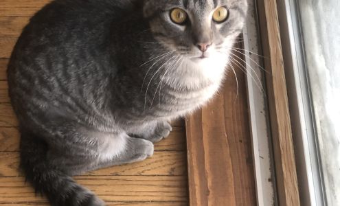 Town and Country Veterinary Clinic Washington