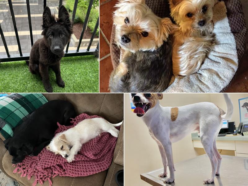 Noah's Ark Animal Clinic of West Chester