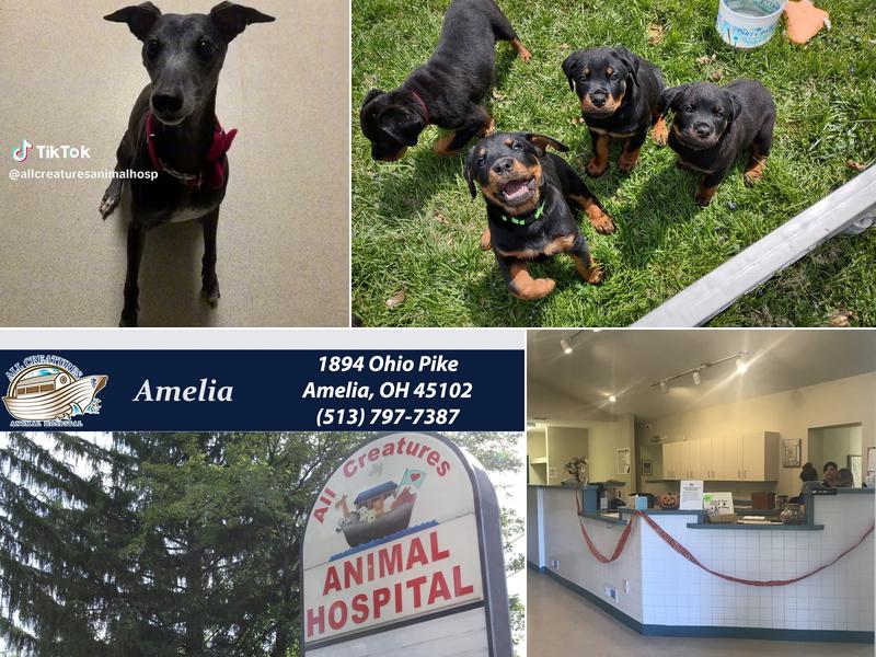 All Creatures Animal Hospital - Amelia