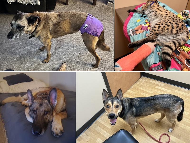 Noah's Ark Animal Clinic of Ft. Wright