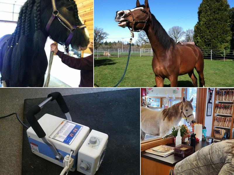 Eagle Fern Equine Hospital