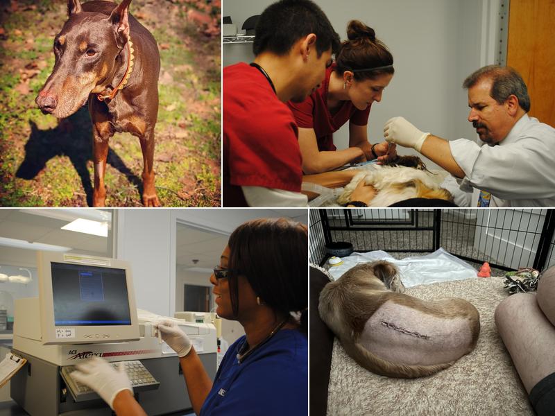 All Pets Emergency & Referral