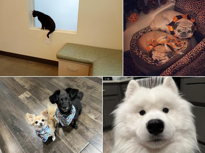 Sunnyside Veterinary Hospital