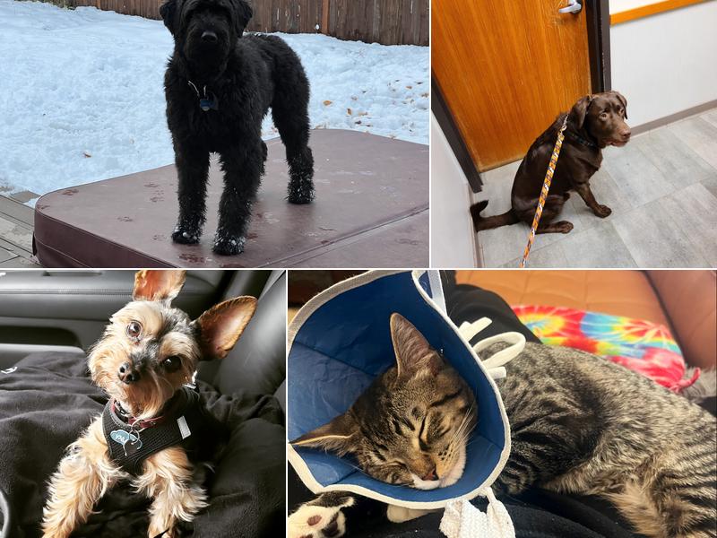 Gresham Animal Hospital