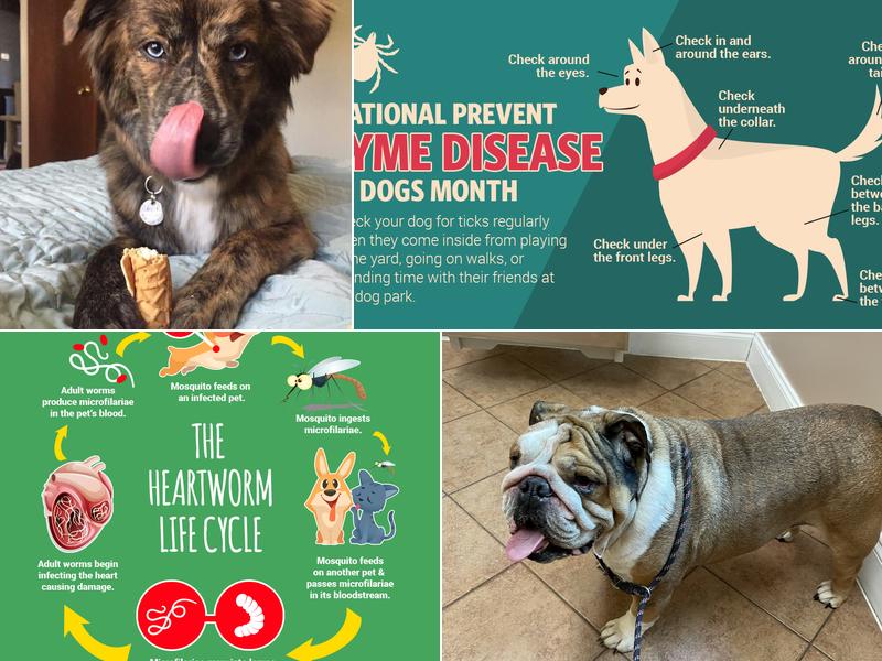 Little River Animal Hospital