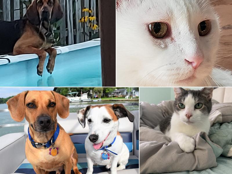 Brannan Veterinary Clinic